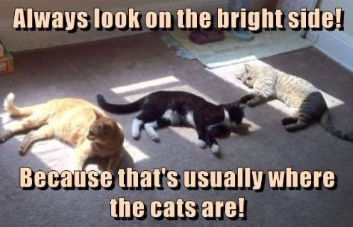 bright side cats kentuckiana.jpg